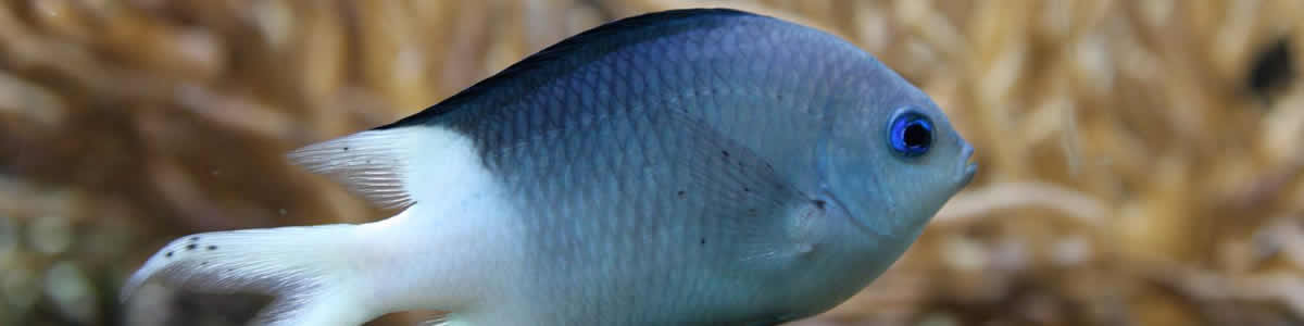 Pond Fish