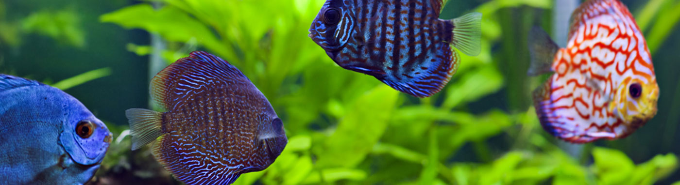 Saltwater Fish