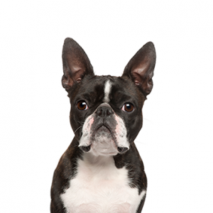 Boston Terrier