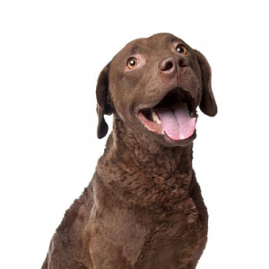Petland Chillicothe, Ohio Chesapeake Bay Retriever