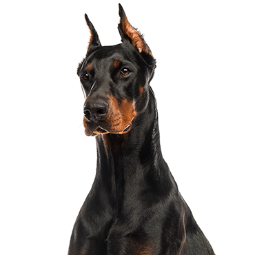 what age do doberman puppies start walking