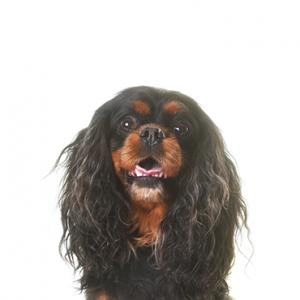 Petland Chillicothe, Ohio English Toy Spaniel