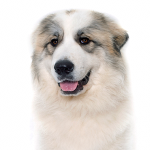 Great Pyrenees