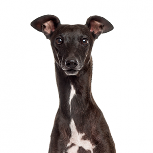 Italian Greyhound