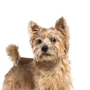 Norwich Terrier