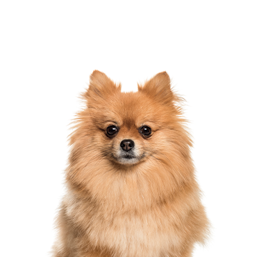 Peek-A-Pom Dog Breed Health, Temperament, Feeding and Puppies