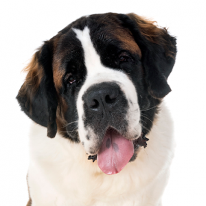 Saint Bernard