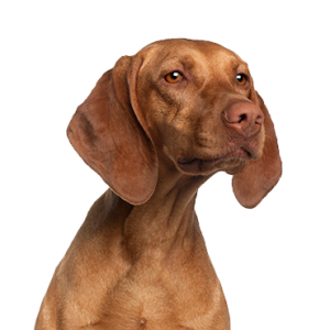 Vizsla