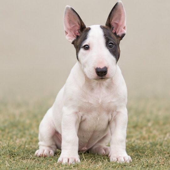Bull Terrier