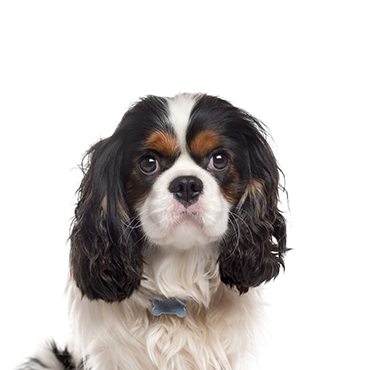 Cavalier king charles spaniel sales puppies for sale cheap