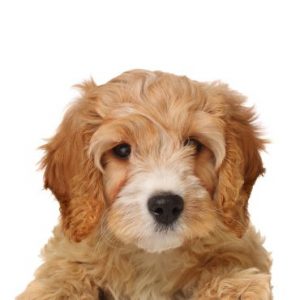 Cavapoo