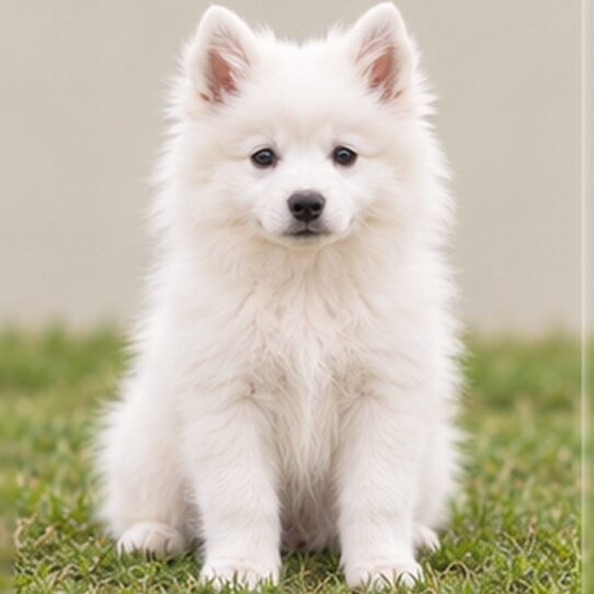 American Eskimo