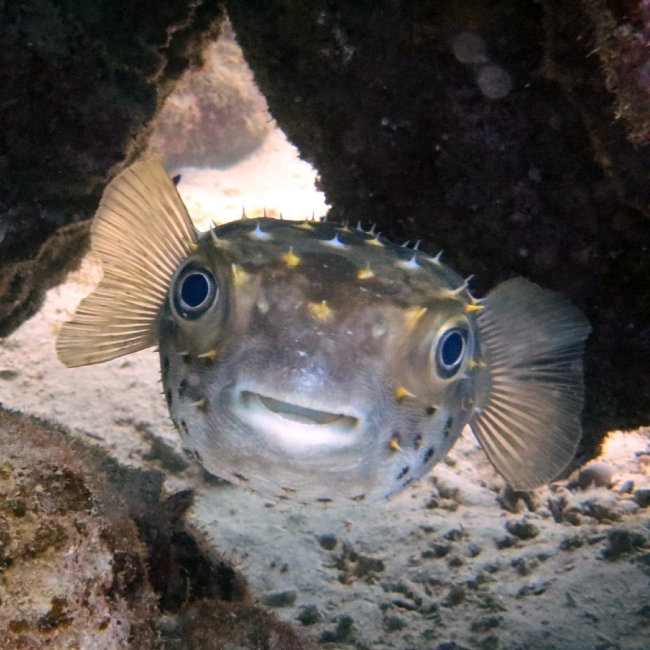 Fish Available for Sale Petland Chillicothe, Ohio