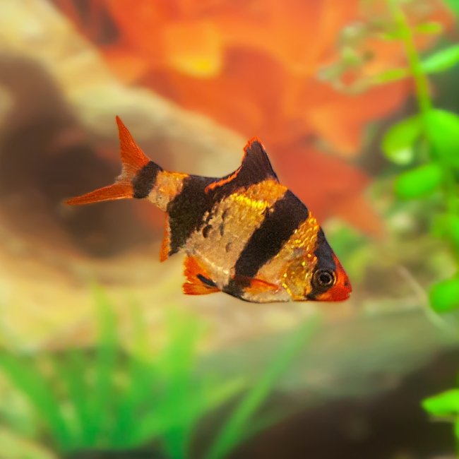 Fish Available for Sale – Petland Chillicothe, Ohio Fish Available for Sale – Petland Chillicothe, Ohio