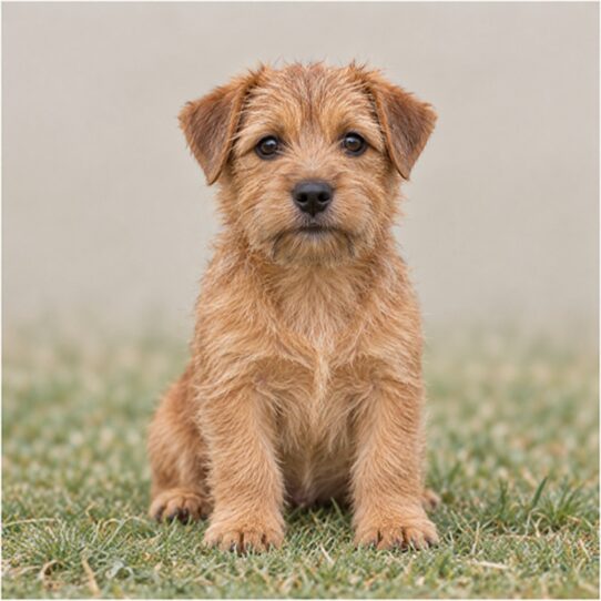 Norfolk Terrier