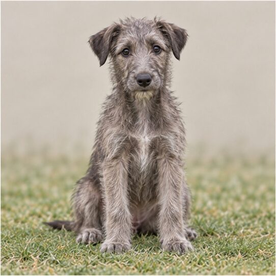 scottish deerhound