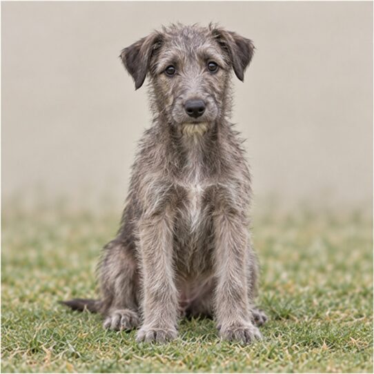 scottish deerhound
