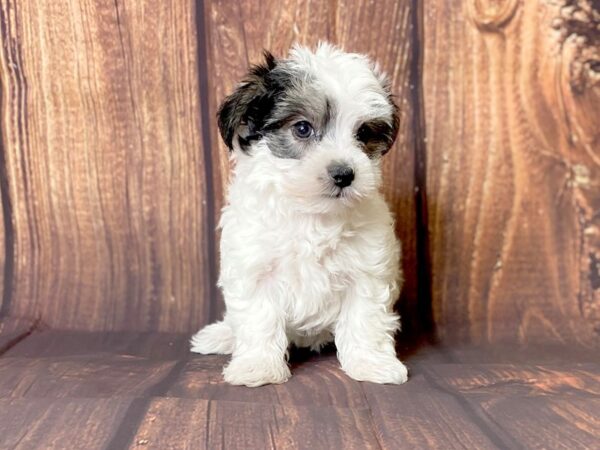 Morkie-DOG-Female-Parti-13704-Petland Chillicothe, Ohio