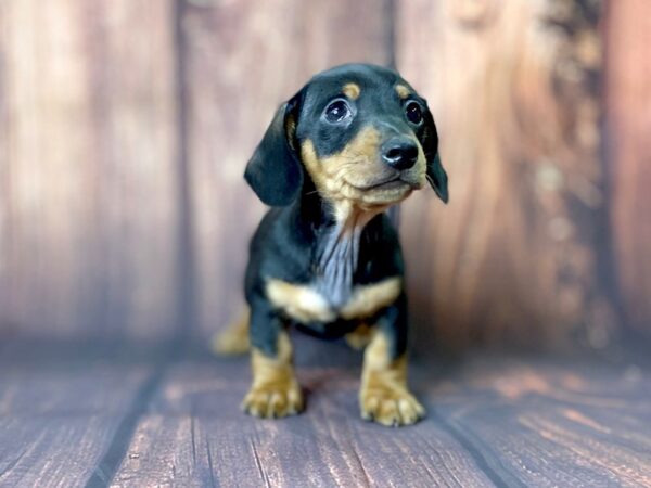 Dachshund DOG Male Black & Tan 13703 Petland Chillicothe, Ohio