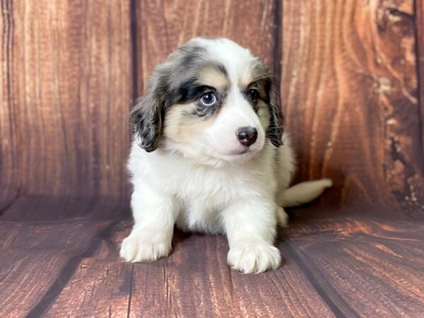 Miniature Aussiemo DOG Male Blue Merle 13702 Petland Chillicothe, Ohio