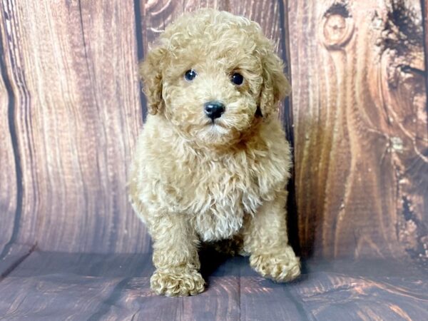 Miniature Poodle-DOG-Male-Red-13701-Petland Chillicothe, Ohio