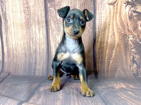 Miniature Pinscher DOG Female Black & Tan 13711 Petland Chillicothe, Ohio