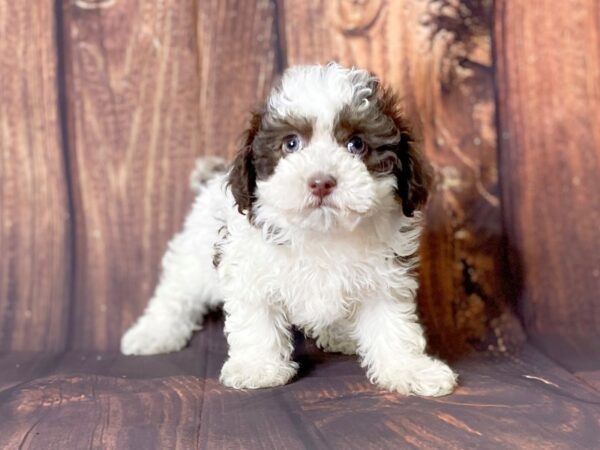 Poochon DOG Female Chocolate & White 13707 Petland Chillicothe, Ohio