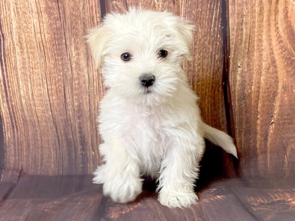 Morkie DOG Male Tan 13717 Petland Chillicothe, Ohio