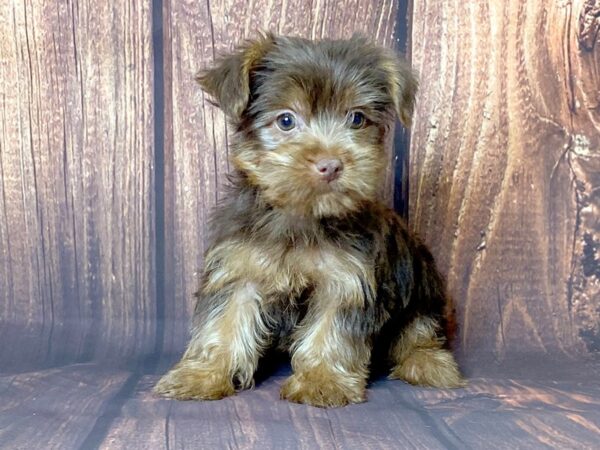 Yorkshire Terrier DOG Male Chocolate & Gold 13716 Petland Chillicothe, Ohio