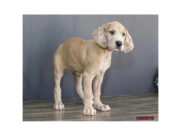 Great Dane DOG Female Fawn 13744 Petland Chillicothe, Ohio