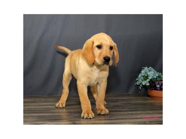 Labrador Retriever-DOG-Male-Yellow-13745-Petland Chillicothe, Ohio