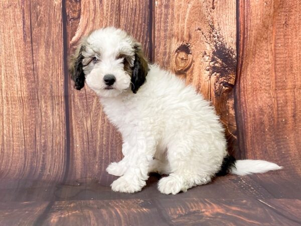 Havanese DOG Male brown white 13735 Petland Chillicothe, Ohio