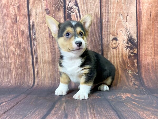 Pembroke Welsh Corgi DOG Male tri 13738 Petland Chillicothe, Ohio