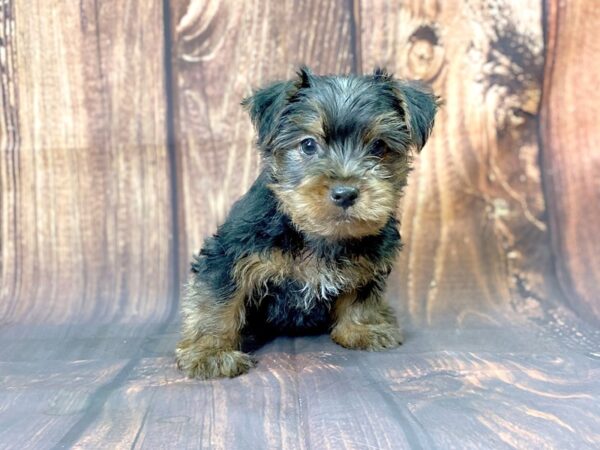 Yorkshire Terrier DOG Male BLK TAN 13732 Petland Chillicothe, Ohio