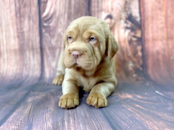 Mini Hippo DOG Female BUFF 13729 Petland Chillicothe, Ohio