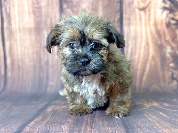 Shorkie DOG Male BIEGE 13726 Petland Chillicothe, Ohio