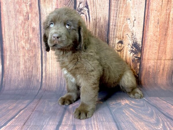 Newfoundland-DOG-Female-Chocolate-13724-Petland Chillicothe, Ohio