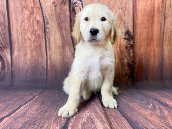 Golden Retriever DOG Male Golden 13723 Petland Chillicothe, Ohio