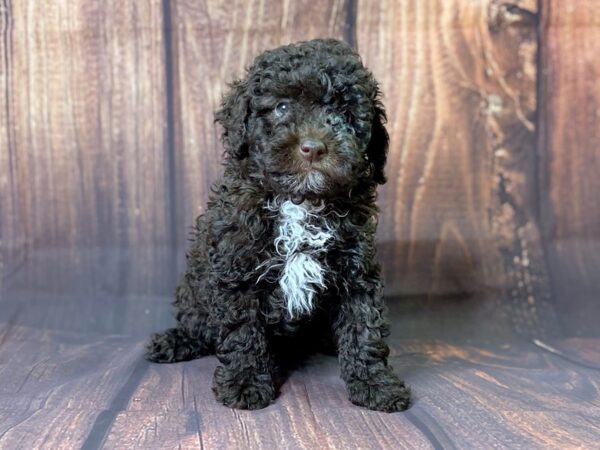 Poodle-DOG-Male-Chocolate-13721-Petland Chillicothe, Ohio