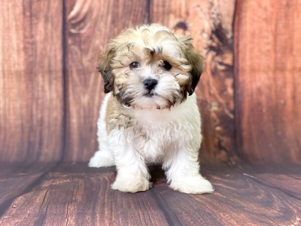 Daisy Dog-DOG-Female-BROWN WHITE-13740-Petland Chillicothe, Ohio