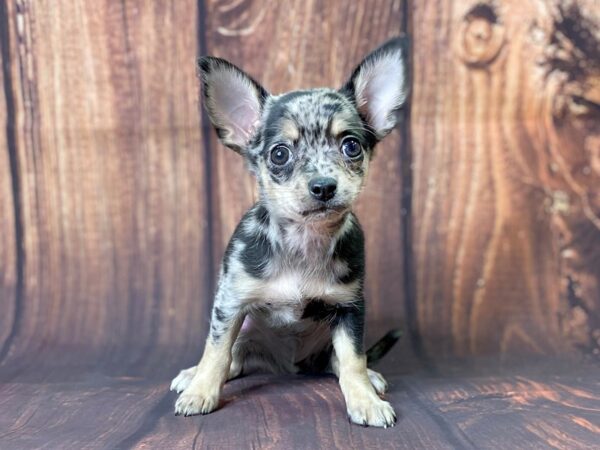 Chihuahua-DOG-Male-BLUE MERLE-13739-Petland Chillicothe, Ohio