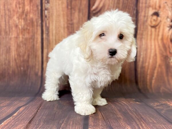 Havanese DOG Female CREAM WHITE 13736 Petland Chillicothe, Ohio