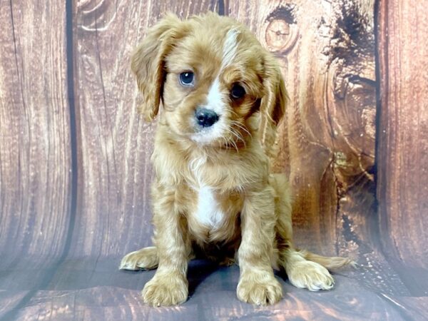 Cavalier King Charles Spaniel-DOG-Male-RUBY-13731-Petland Chillicothe, Ohio