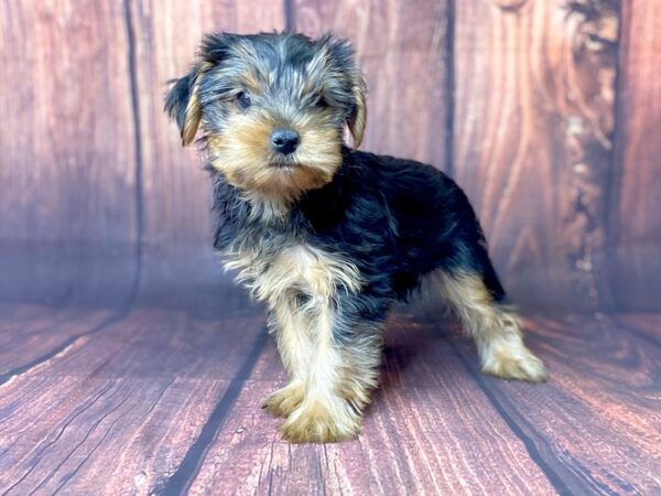 Yorkshire Terrier DOG Male BLK TAN 13760 Petland Chillicothe, Ohio