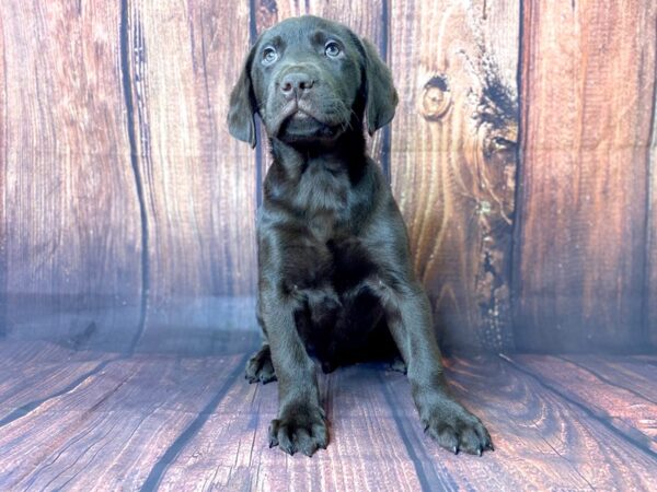 Labrador Retriever DOG Male Chocolate 13757 Petland Chillicothe, Ohio