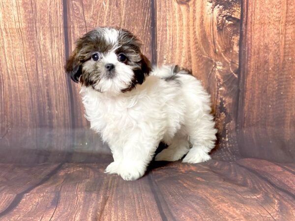 Shih Tzu-DOG-Female-BRINDLE WHITE-13728-Petland Chillicothe, Ohio