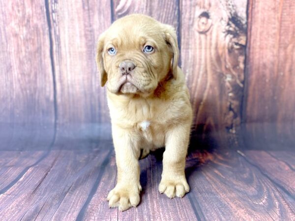 Dogue de Bordeaux DOG Male Red 13768 Petland Chillicothe, Ohio