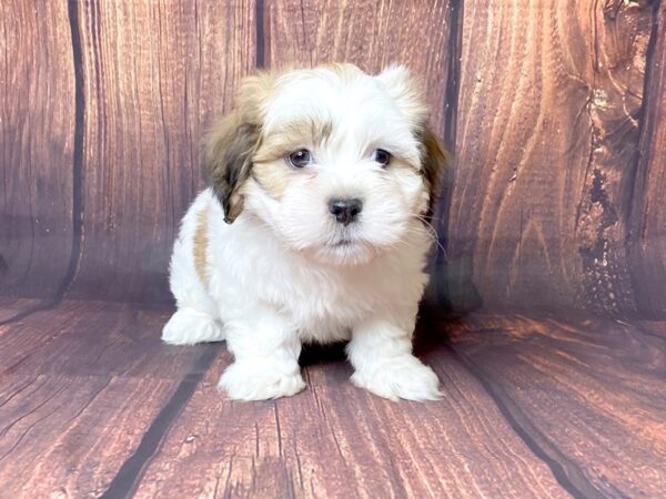 Teddy Bear DOG Male brown white 13765 Petland Chillicothe, Ohio