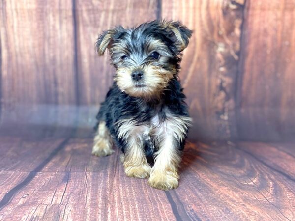 Yorkshire Terrier DOG Male BLK TAN 13761 Petland Chillicothe, Ohio