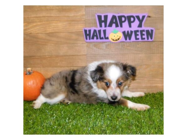 Miniature Australian Shepherd DOG Male Blue Merle 13781 Petland Chillicothe, Ohio